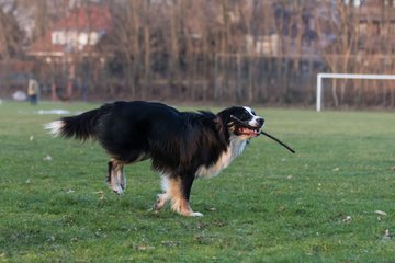 Bild 28 - Hundeshooting